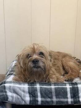 Stymie -  Terrier and Cairn Terrier Dog for Adoption in Winfield, Kansas - Stymie | PetCurious
