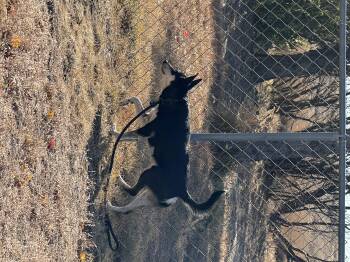 Rescue Mixed Breed Dogs for Adoption in Havre, Montana - Tizzy | PetCurious