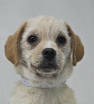 Australian Cattle Dog Blue Heeler and Beagle Dogs Available for Adoption - Snug | PetCurious