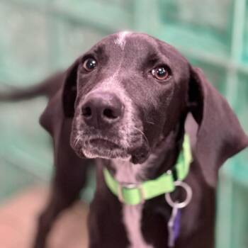 Minnie -  Mixed Breed Dog for Adoption in San Francisco, California - Minnie | PetCurious