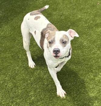 Princess Sparkles -  Mixed Breed Dog for Adoption in West Chester, Pennsylvania - Princess Sparkles | PetCurious