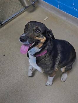 Custard -  Australian Shepherd Dog for Adoption in New Cumberland, West Virginia - Custard | PetCurious