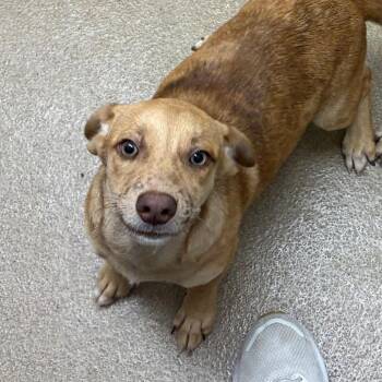 Crissy -  Terrier and Mixed Breed Dog for Adoption in Corpus Christi, Texas - Crissy | PetCurious