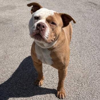 American Bully and Mixed Breed Dogs Available for Adoption in Houston, Texas - Koda | PetCurious