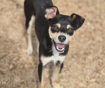 Rescue Portuguese Podengo and Mixed Breed Dogs for Adoption in Albuquerque, New Mexico - BENNY | PetCurious