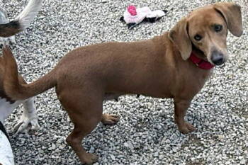 Rescue Basset Hound and Dachshund Dogs for Adoption in Hamilton, New Jersey - BAMBI | PetCurious