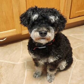 Lady -  Miniature Poodle and Mixed Breed Dog for Adoption in Alma, Wisconsin - Lady | PetCurious
