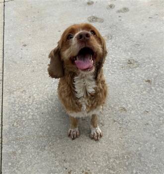 TOMMY -  Cocker Spaniel and Mixed Breed Dog for Adoption in Geneva, Illinois - TOMMY | PetCurious