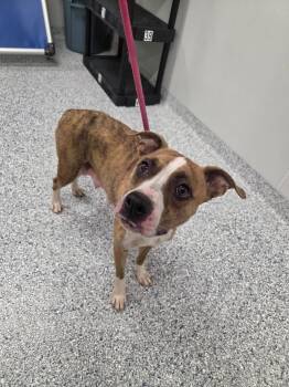 Bauer -  Terrier Dog for Adoption in Athens, Tennessee - Bauer | PetCurious