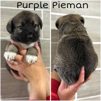Norwegian Elkhound and Golden Retriever Dogs Available for Adoption - Purple Pieman | PetCurious
