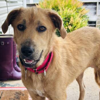 Dora -  Great Pyrenees and Mastiff Dog for Adoption in Nashville, Tennessee - Dora | PetCurious