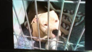 Pit Bull Terrier Dogs Available for Adoption in Charlotte, North Carolina - JACKSON | PetCurious