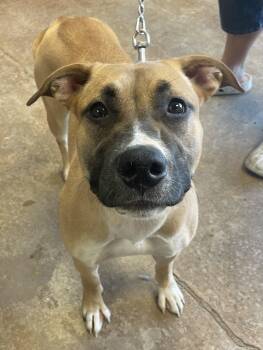 Pit Bull Terrier Dogs Available for Adoption - Lulu  | PetCurious