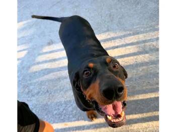 Ozzy (FL) -  Black And Tan Coonhound Dog for Adoption - Ozzy (FL) | PetCurious