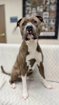Mixed Breed Dogs Available for Adoption in Muskegon, Michigan - Truman | PetCurious