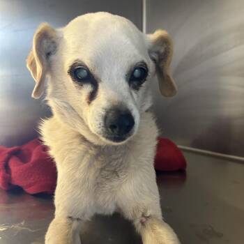 IVHS-Stray-140305 -  Chihuahua Dog for Adoption in San Gabriel, California - IVHS-Stray-140305 | PetCurious