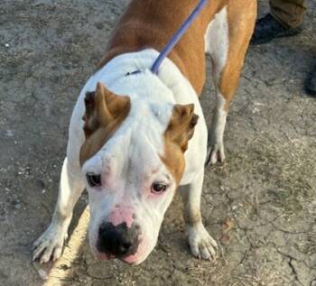 Rescue Pit Bull Terrier and Mixed Breed Dogs for Adoption in West Memphis, Arkansas - Ricky | PetCurious