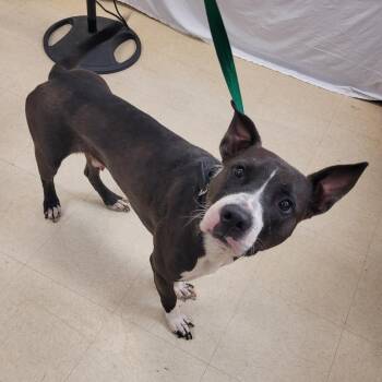 Muscle Man -  Mixed Breed Dog for Adoption in Lake Panasoffkee, Florida - Muscle Man | PetCurious