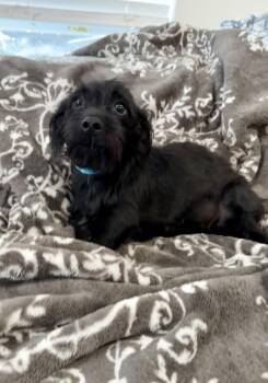 Wednesday the sweet easy going girl -  Cockapoo and Miniature Dachshund Dog for Adoption in Lockhart, Texas - Wednesday The Sweet Easy Going Girl | PetCurious