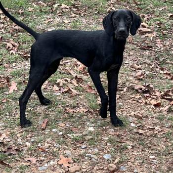 Baker -  German Shorthaired Pointer and Mixed Breed Dog for Adoption in Zimmerman, Minnesota - Baker | PetCurious