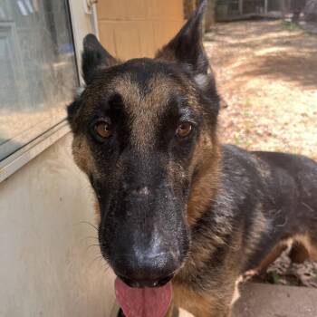 Lucky -  German Shepherd Dog Dog for Adoption in Enterprise, Alabama - Lucky | PetCurious