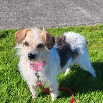 Sarah -  Jack Russell Terrier Dog for Adoption in Friday Harbor, Washington - Sarah | PetCurious