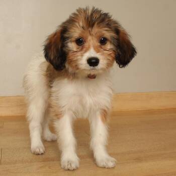 Goliath D71385 -  Shih Tzu and Terrier Dog for Adoption in Minnetonka, Minnesota - Goliath D71385 | PetCurious