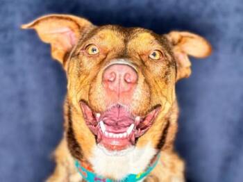 Nova -  Shepherd and Husky Dog for Adoption in Portland, Oregon - Nova | PetCurious