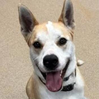 Lucky -  Terrier Dog for Adoption in Brenham, Texas - Lucky | PetCurious