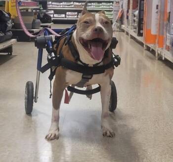 Charlie -  American Staffordshire Terrier Dog for Adoption in Magnolia, Texas - Charlie | PetCurious