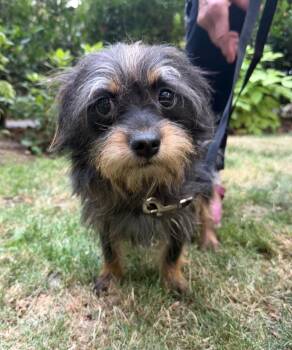 Chip -  Yorkshire Terrier and Pomeranian Dog for Adoption in Puyallup, Washington - Chip | PetCurious