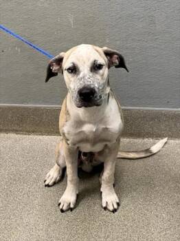 STIR-FRY -  Mastiff and Mixed Breed Dog for Adoption in Las Vegas, Nevada - STIR-FRY | PetCurious