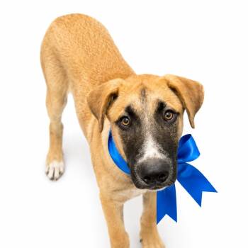 Tyler D26-186 -  Shepherd and Mixed Breed Dog for Adoption in Lebanon, Tennessee - Tyler D26-186 | PetCurious