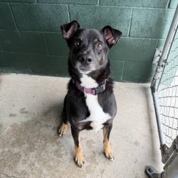 Obi Wan Kenobi -  Shepherd and Labrador Retriever Dog for Adoption in Carencro, Louisiana - Obi Wan Kenobi | PetCurious
