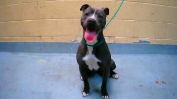 Pit Bull Terrier and Mixed Breed Dogs Available for Adoption - RHUBY | PetCurious
