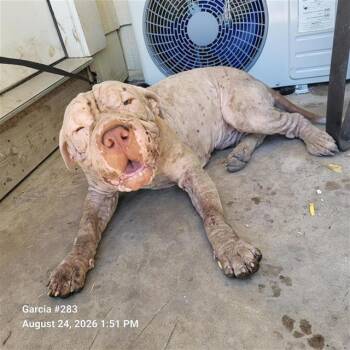 YVONNE -  Shar Pei Dog for Adoption in San Antonio, Texas - YVONNE | PetCurious