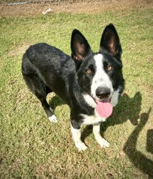 Rescue Collie Dogs for Adoption in Senatobia, Mississippi - Raven | PetCurious