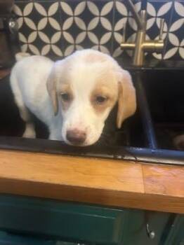 Lilly -  Shepherd and Australian Shepherd Dog for Adoption in Colorado Springs, Colorado - Lilly | PetCurious
