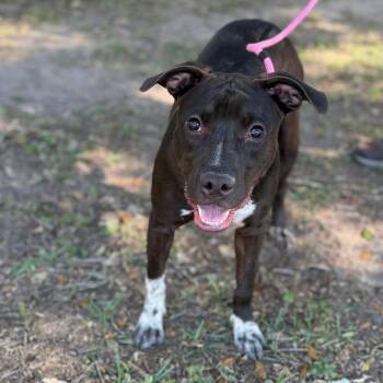 Piper -  Mixed Breed Dog for Adoption - Piper | PetCurious