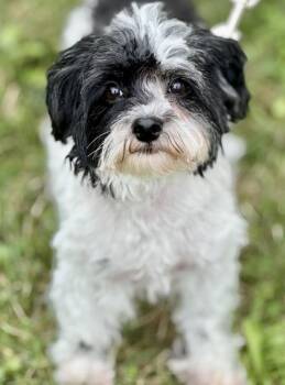 Mia -  Maltese and Poodle Dog for Adoption in Malvern, Pennsylvania - Mia | PetCurious