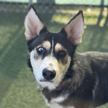 Mariah -  Siberian Husky Dog for Adoption in Sacramento, California - Mariah | PetCurious
