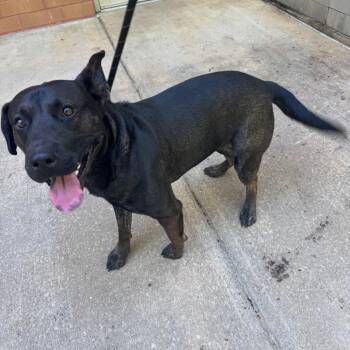 Mixed Breed Dogs Available for Adoption in Columbus, Georgia - 05/05/2026-Stray-ReeseRoad | PetCurious