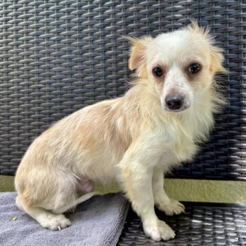 Chesapeake -  Spaniel Dog for Adoption in Oakland, California - Chesapeake | PetCurious
