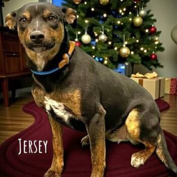 Terrier and Mixed Breed Dogs Available for Adoption - Jersey | PetCurious
