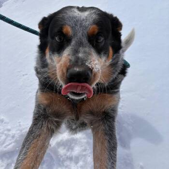 Australian Cattle Dog Blue Heeler Dogs Available for Adoption - Nyx | PetCurious