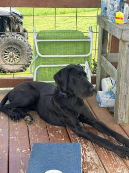 Great Dane Dogs Available for Adoption in Glocester, Rhode Island - Layla | PetCurious