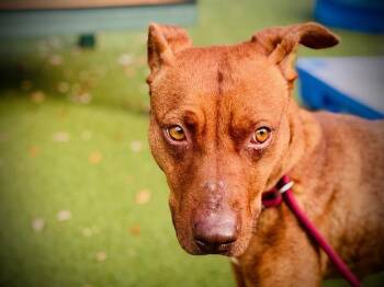 Redbone Coonhound and Mixed Breed Dogs Available for Adoption - PUFFIN | PetCurious