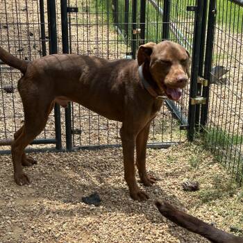 Moose -  Doberman Pinscher Dog for Adoption in Charles City, Virginia - Moose | PetCurious