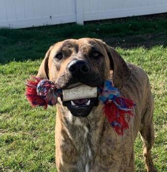 Winooski -  Mixed Breed Dog for Adoption in Bridgewater, New Jersey - Winooski | PetCurious