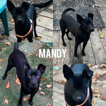 Rescue Chihuahua Dogs for Adoption in Harrington, Delaware - Mandy | PetCurious